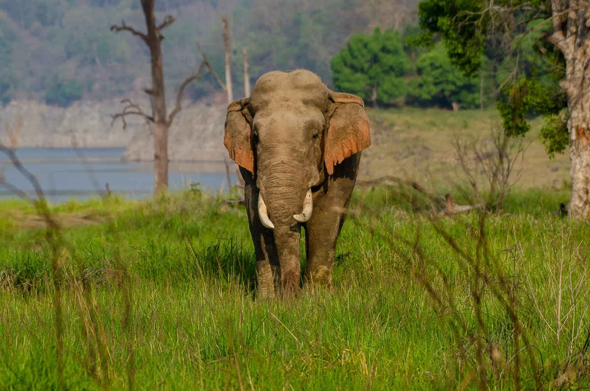A view of a safari trail in Jim Corbett National Park